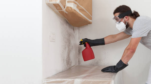 Professional Black Mold Removal technician working in Garwood, NJ