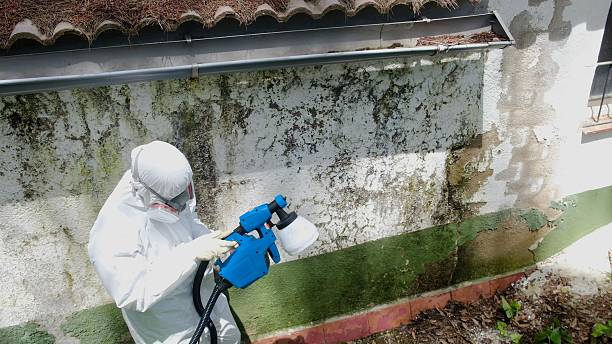 Top rated local Basement Mold Removal specialists in Garwood, NJ